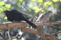 The blood red eyed Asian Koel
